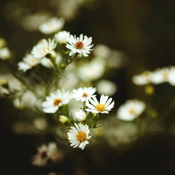 Meet your Posher, Amanda - Picture 1 of 1